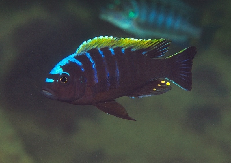 Cynotilapia aurifrons 'Lundu'